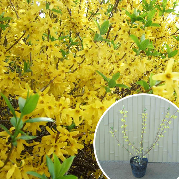 れんぎょ スパークリングワイン「蓮 ren 2017」|KENZO ESTATEオンライン