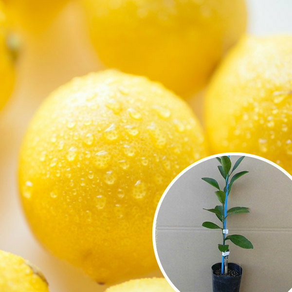 楽天市場】レモン 苗木 香水レモン（パキスタンレモン）《果樹苗