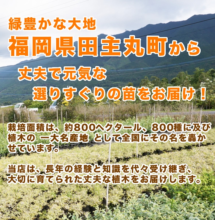 □送料無料□ スイートスプリング（ポット） みかん オレンジ 1本で実