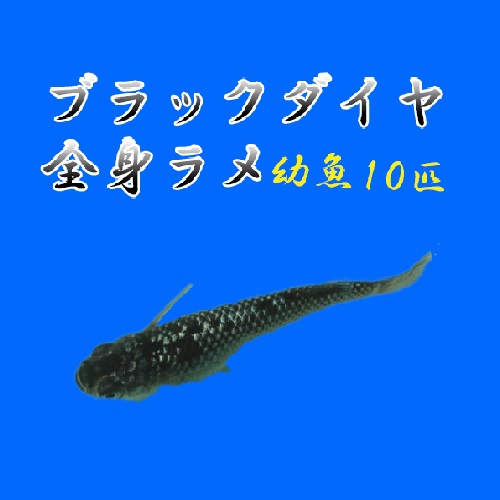 プレミアムメダカ ブラックダイヤ 全身ラメ幼魚10匹 中里氏 血統 めだか 目高 黒めだか 黒メダカ クロメダカ Medaka 高級 繁殖 産卵 飼育 種類 綺麗 メダカ Pm Ssp Ma Gov Br