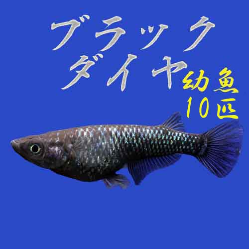 ブランドのギフト 真っ黒 漆黒 くろ クロ 黒 オロチラメ 新種 種親 綺麗 ラメ 成長 飼育 産卵 水草 育成 繁殖 種類 生体 メダカ 目高 めだか 血統 中里氏 ペア ブラックダイヤリアルロングフィン プレミアムメダカ 淡水魚 送料無料 ヒレ長 ロングフィン プレミア