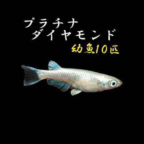 楽天市場】プレミアムメダカ プラチナダイヤモンド タマゴ３０個 