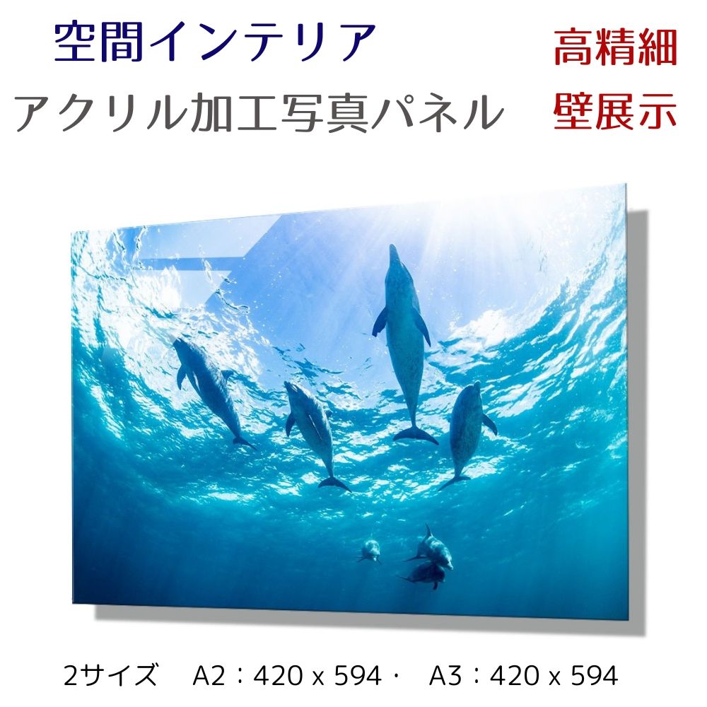 写真パネル 壁インテリア ウォールアート/ バハマ諸島のイルカ/ 海 絵画  ポスター 額入り インテリア 壁 おしゃれ 壁掛け リビング 寝室 ホテル タワマン ホール 施設 新築祝い 開業祝い 開店祝い プレゼントフレーム付き 玄関 部屋に飾る 植物 花  ギフト アートパネル