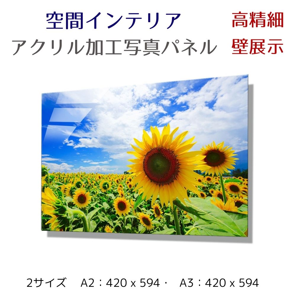 写真パネル 壁インテリア ウォールアート/ 満開のひまわり/ Sunflower 絵画  ポスター 額入り インテリア 壁 おしゃれ 壁掛け リビング 寝室 ホテル タワマン ホール 施設 新築祝い 開業祝い 開店祝い プレゼント玄関 部屋に飾る 植物 花  ギフト アートパネル