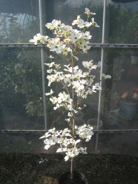 楽天市場】キンモクセイ（大株）金木犀 : 打出農園