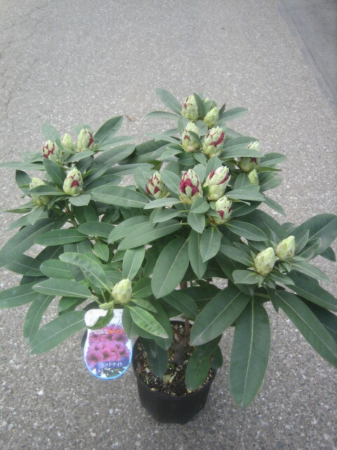 屋久島シャクナゲ 大株 【品番3424】 屋久島シャクナゲ 大株 【品番