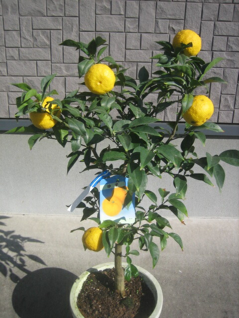 楽天市場 本柚子 木頭ゆず 3年生 接木 大苗 産地で剪定済 1 0m苗 苗木部 ｂｙ 花ひろばオンライン