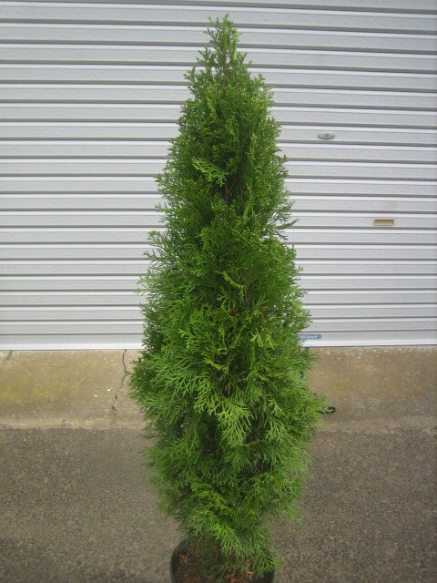 楽天市場】コニファー（ブルーアイス：190cm） 10号 プラスチック鉢 1