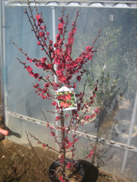 楽天市場】梅鹿児島紅梅盆栽盆栽 梅2025年花芽有り 【盆栽】信楽焼き