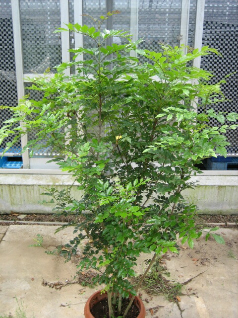 楽天市場】キンモクセイ（特大株）金木犀 : 打出農園