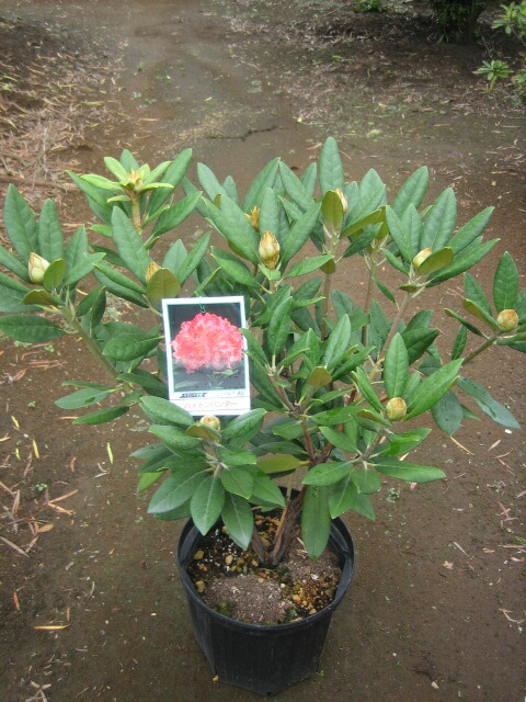 楽天市場】屋久島石楠花(ヤクシマシャクナゲ) 5号鉢植え(c14) : 千草園芸