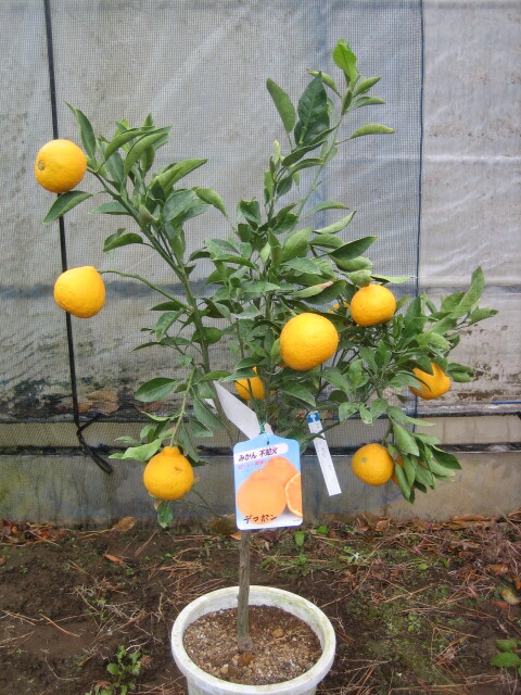 不知火 デコミカン苗木 不知火 デコみかん苗木 不知火 デコミカン苗木