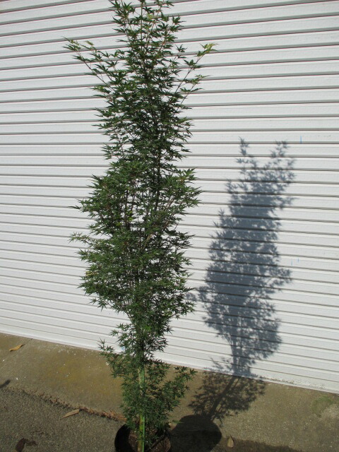 楽天市場 もみじ オキシモ 大株 打出農園