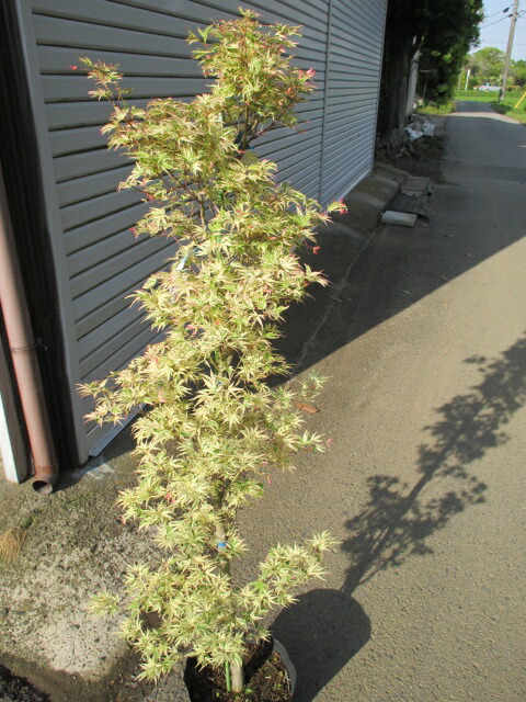 楽天市場 もみじ コチョウノマイ 打出農園