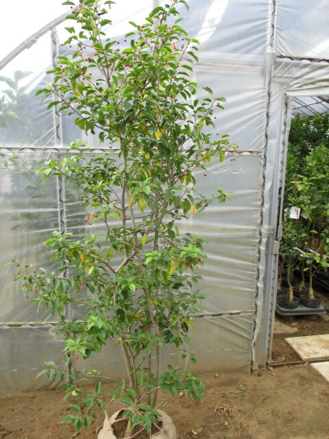 金木犀　大株 キンモクセイ 約2m 2本セット 特大株 植木苗木大苗 金木犀