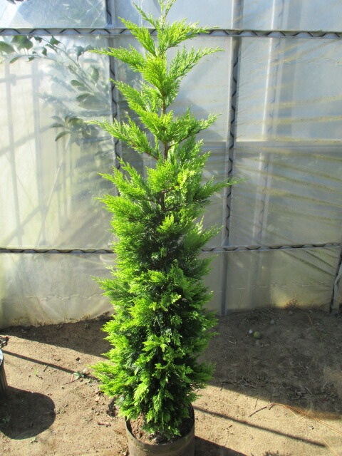 楽天市場】コニファー ブルーアイス : 打出農園