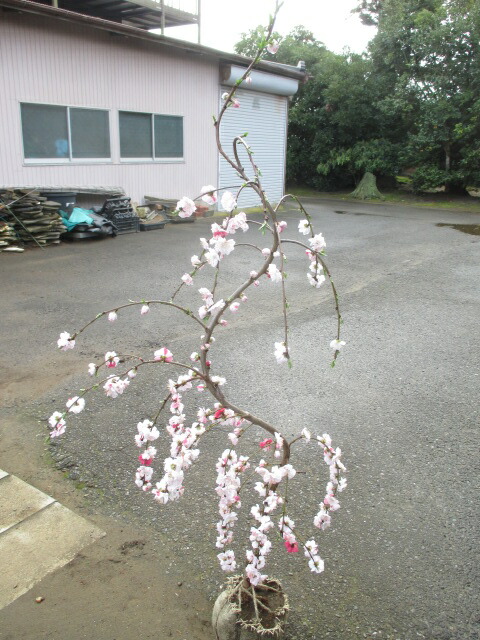 楽天市場】キンモクセイ（特大株）金木犀 : 打出農園