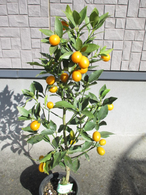 金木犀 特大株 楽天市場】キンモクセイ（特大株）金木犀 : 打出農園