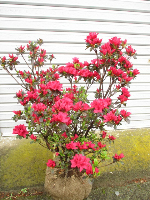 カネコゲンカイツツジ　特大 カネコゲンカイツツジ 100センチ 金子玄海ツツジ（特大株）カネコ