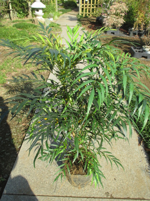 楽天市場】ココスヤシ（大株） : 打出農園