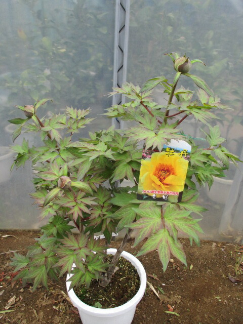 楽天市場】ボタン(牡丹) 苗木 ハイヌーン 7号 : 千草園芸