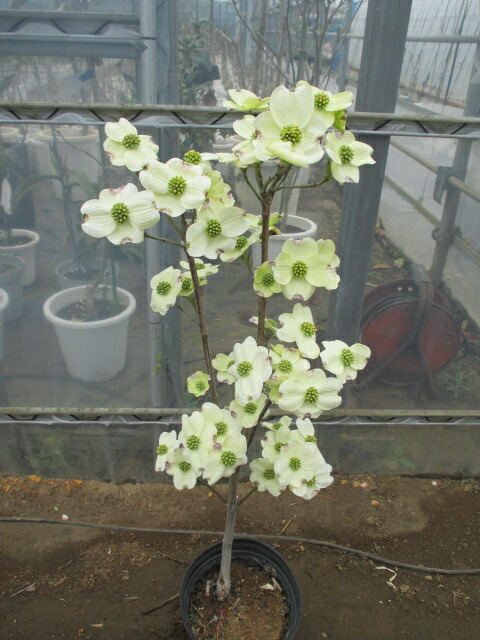 楽天市場】キンモクセイ（特大株）金木犀 : 打出農園