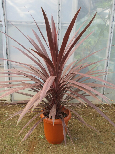 楽天市場】【現品発送】ドラセナ コルジリネ レッドスター 8号