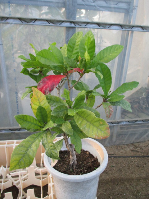 楽天市場】ミラクルフルーツの木 苗木 7号(h34) : 千草園芸