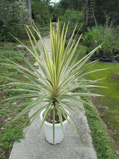 楽天市場】コルジリネ（ドラセナ） エレクトリックスター ポット