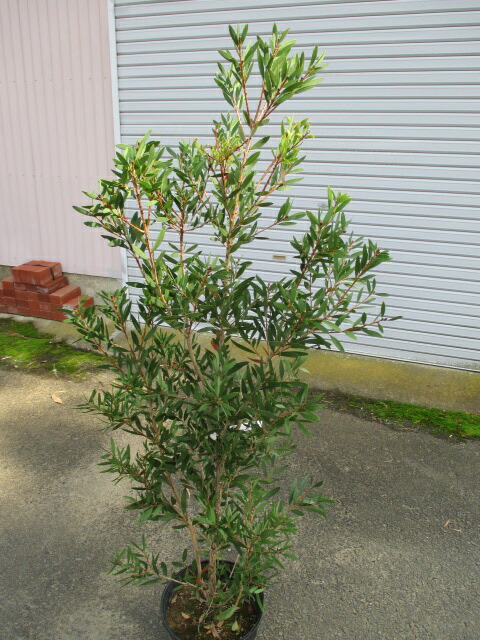 いかまるさん　専用　金宝樹　ホワイトアンザック　/ 663 いかまるさん 金宝樹 ホワイトアンザック | 663新品