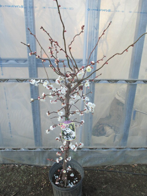 楽天市場】冬至梅 花梅 苗木 トウジバイ とうじばい【庭木 花木 花梅