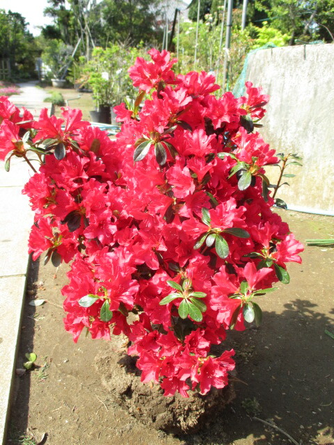 楽天市場】金子玄海ツツジ（特大株）カネコゲンカイツツジ : 打出農園