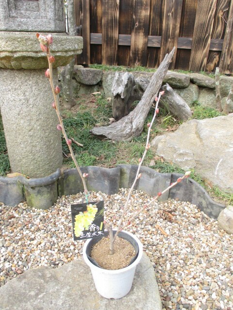 楽天市場】シシキカンアオイ : 南九州植物園