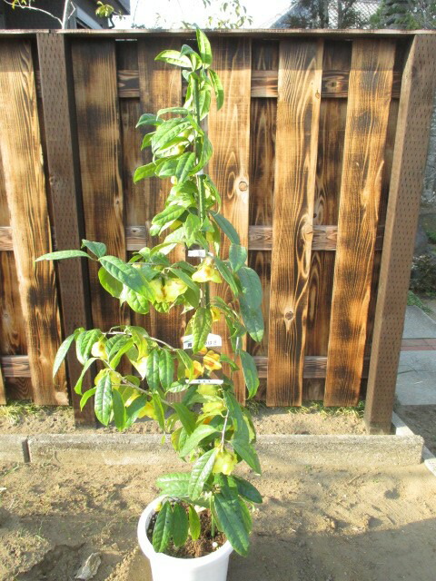 椿　金花茶｜打出農園