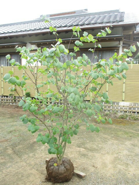 楽天市場】【現品】斑入りマルバノキ 恵那錦(エナニシキ) 8号 Y244