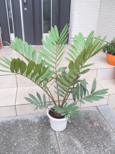 楽天市場】【現品発送】ザミア フロリダーナ 7号セラアート鉢植え 苗木