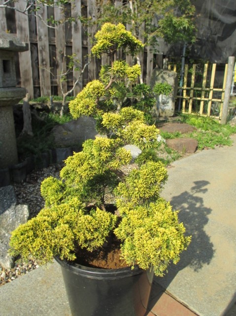 楽天市場】［生産者直送］黄金真柏 樹高約70cm 送料無料 庭木 苗木