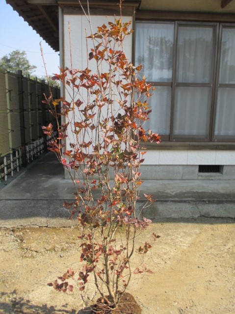 楽天市場】金子玄海ツツジ（特大株）カネコゲンカイツツジ : 打出農園
