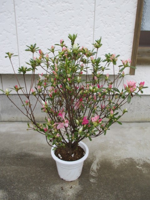 楽天市場】【送料無料】ツタ 斑入り「五色ヅタ」A : 片岡笑幸園「悠々