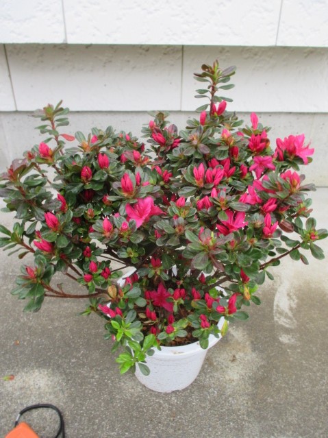 楽天市場】バイカツツジ 【里の木シリーズ】 : 苗木部 by 花ひろば