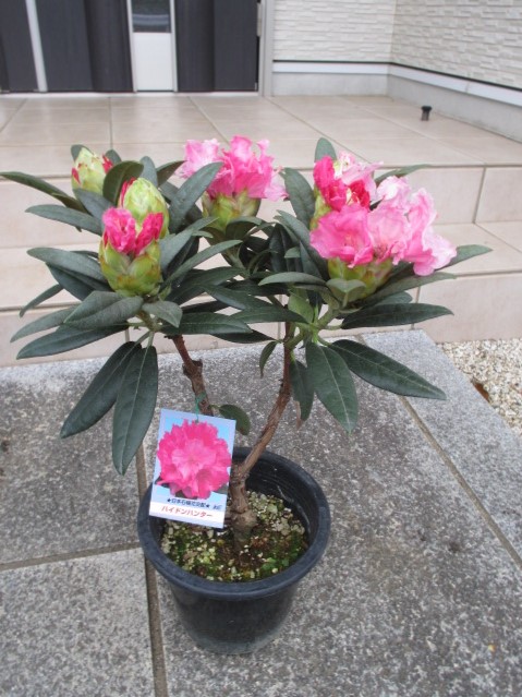 楽天市場】シャクナゲ（屋久島）大株 : 打出農園