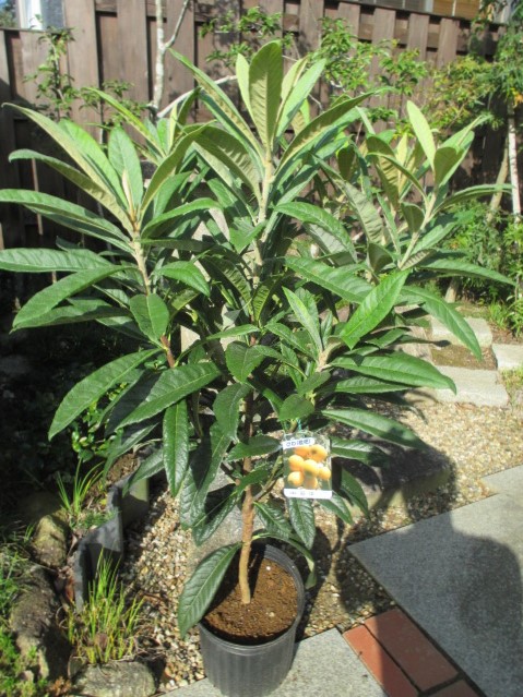 斑入り枇杷苗　特選フルーツ取木希少❗️ 斑入り枇杷苗 特選フルーツ取木希少❗️