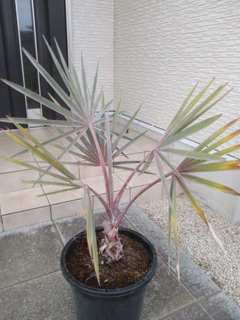 楽天市場】【現品・現物】ビスマルキア・ノビリス・シルバーリーフ