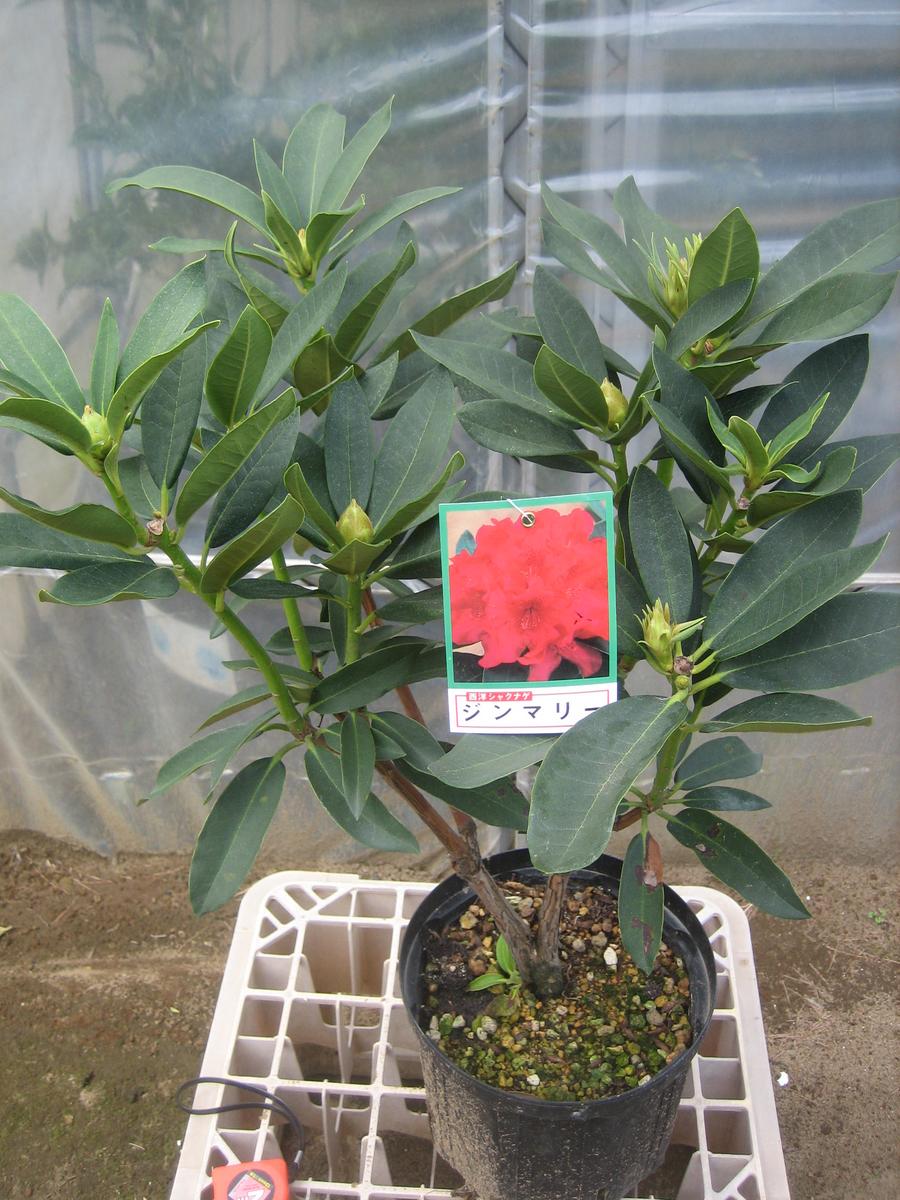 楽天市場】シャクナゲ（屋久島）大株 : 打出農園