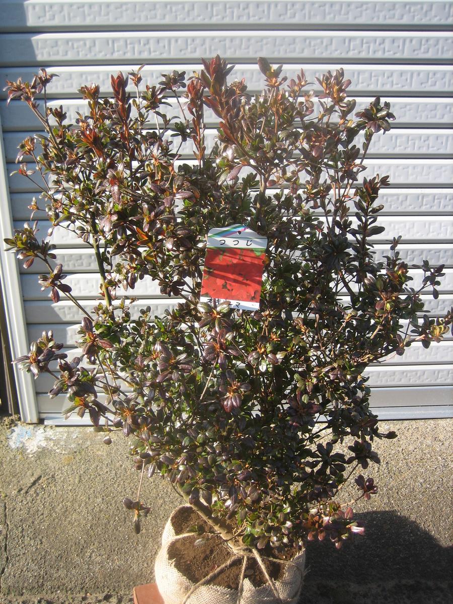 楽天市場】金子玄海ツツジ（特大株）カネコゲンカイツツジ : 打出農園