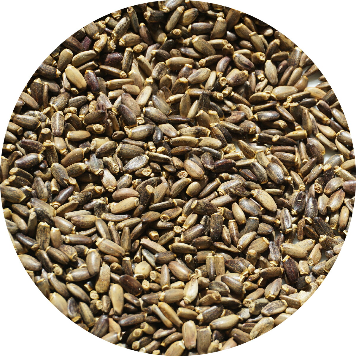 ミルクシスル 500g マリアアザミ 大薊 オオアザミ milk thistle