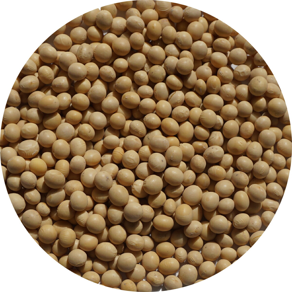 楽天市場】カナダ産 大豆 アメ横 大津屋 soybean ダイズ だいず