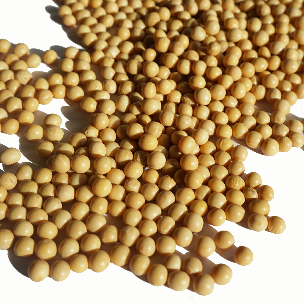 【楽天市場】北海道産 大豆 極小粒 鈴丸 500g 3mm玉 4mm玉 アメ横 大津屋 soybean ダイズ だいず 北海道 小粒：アメ横