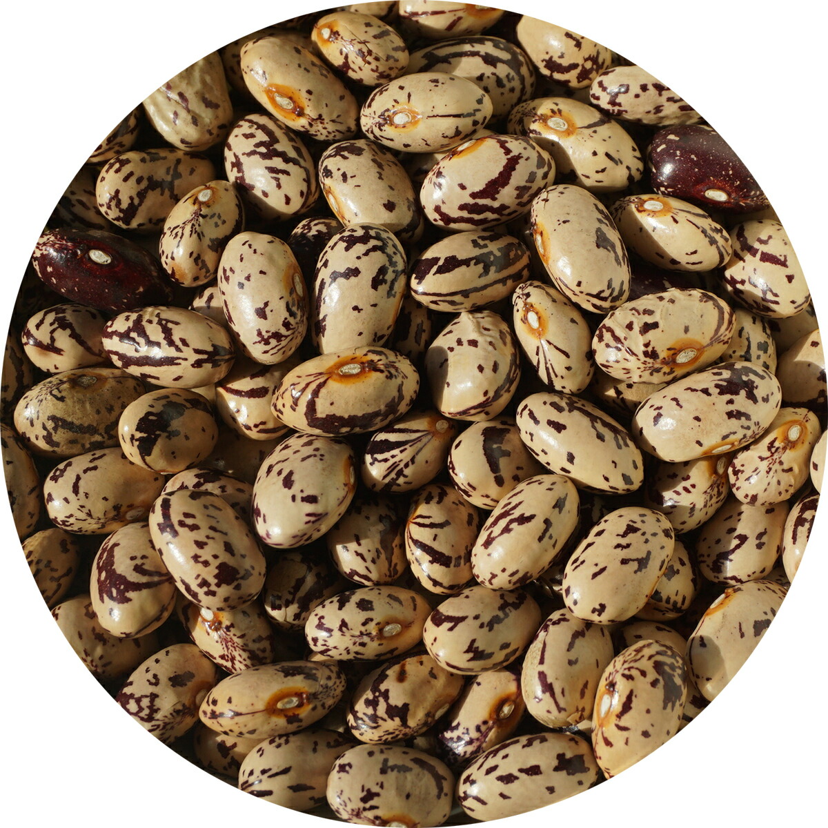 2025年度産 北海道産 中長うずら豆 10kg 隠元豆 隠元 インゲン うづら 菜豆 三度豆 pinto bean 中長 うづら豆 豆 9,191円