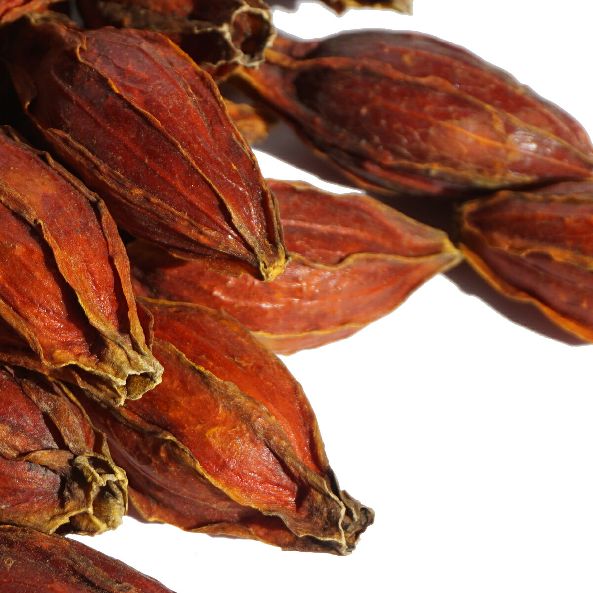 楽天市場】クチナシ 原形 くちなし 梔子 巵子 支子 センプク せんぷく